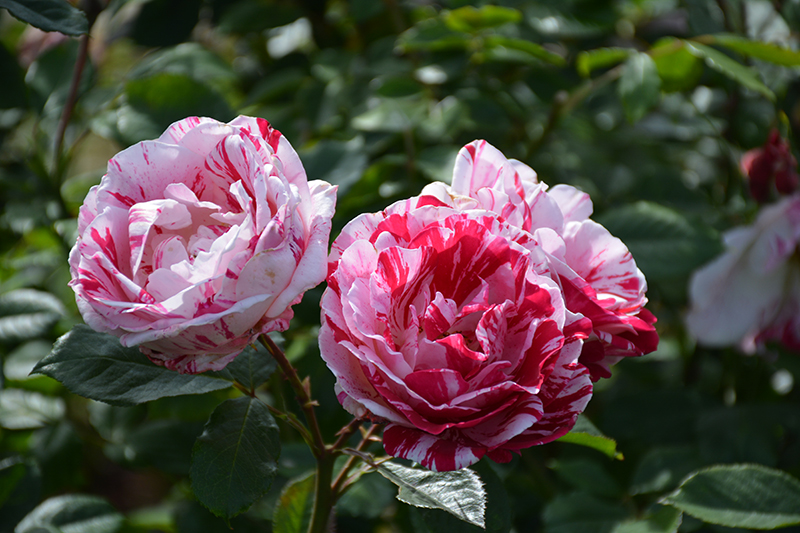 Scentimental Rose (Rosa 'Scentimental') at Tagawa Gardens