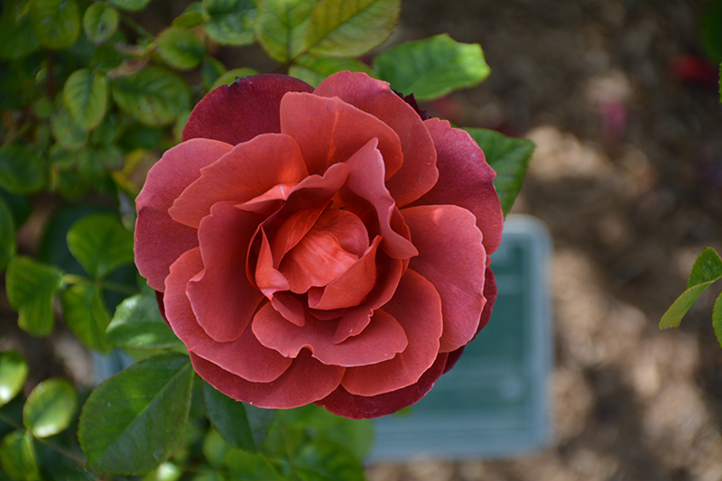 Hot Cocoa Rose (Rosa 'Hot Cocoa') at Tagawa Gardens