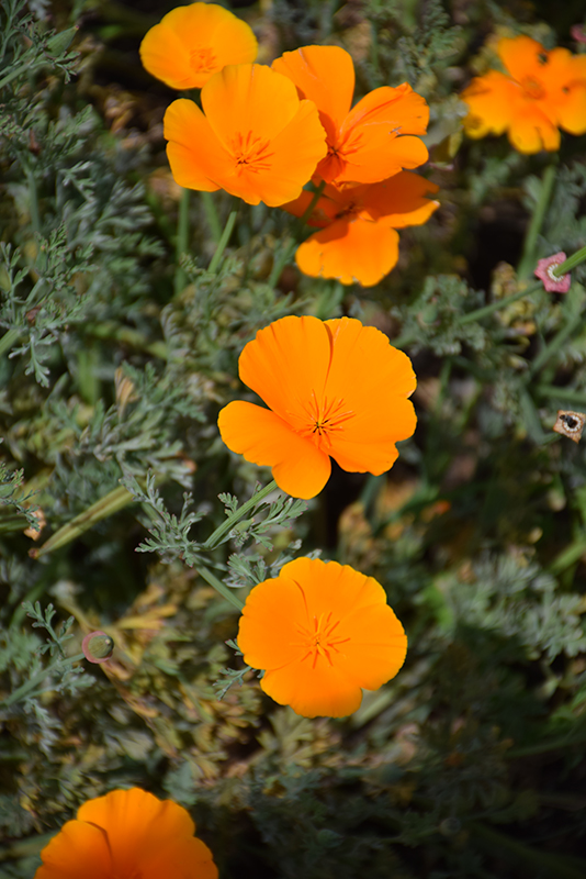 California Poppy (Eschscholzia californica) at Tagawa Gardens