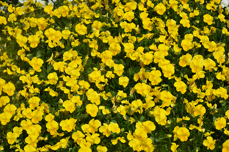 Penny Yellow Pansy (Viola cornuta 'Penny Yellow') at Tagawa Gardens