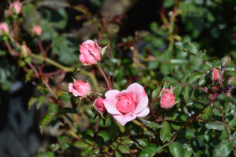 Bonica Rose (Rosa 'Meidomonac') at Tagawa Gardens