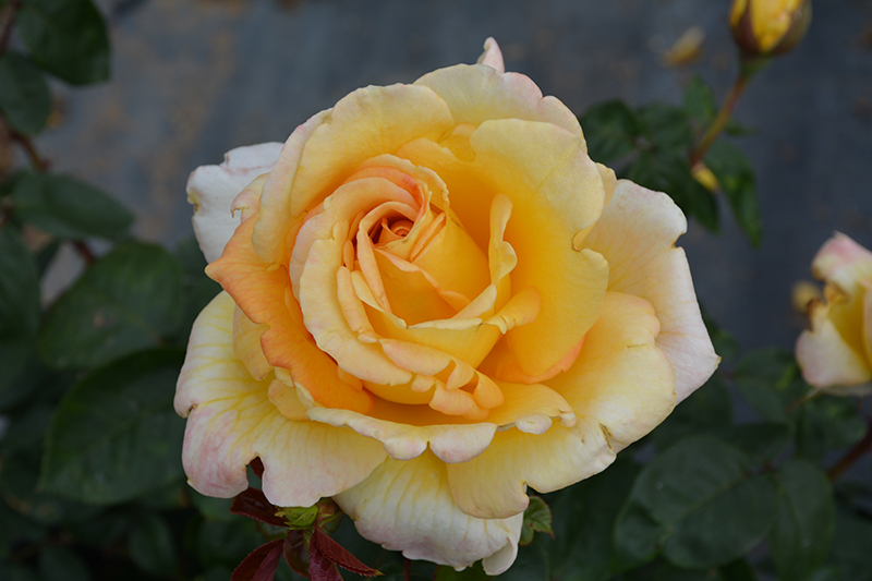 Oregold Rose (Rosa 'Oregold') at Tagawa Gardens