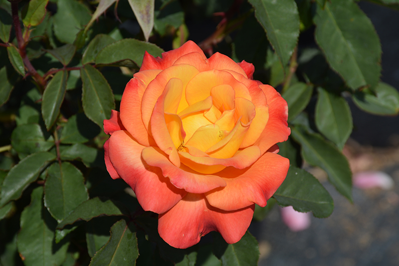 Rio Samba Rose (Rosa 'Rio Samba') at Tagawa Gardens