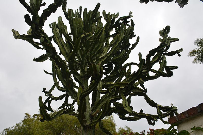 Candelabra Tree (Euphorbia ingens) at Tagawa Gardens