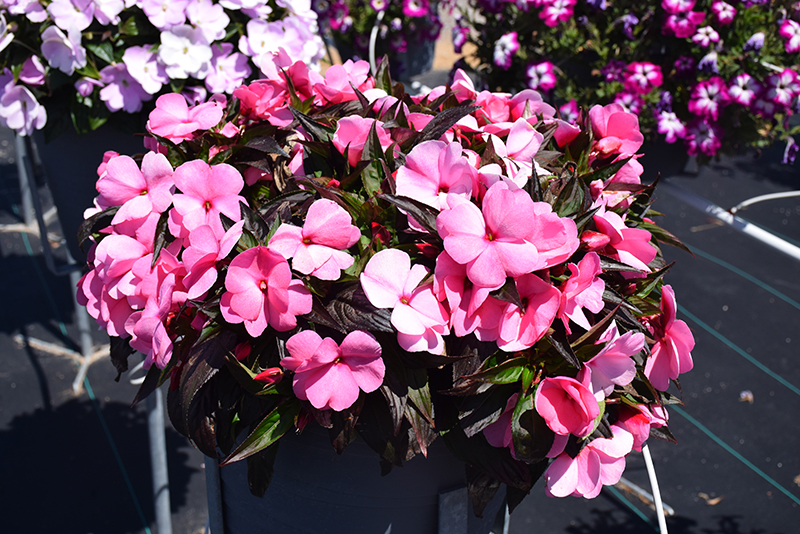 Sonic Light Pink New Guinea Impatiens (Impatiens 'Sonic Light Pink') at Tagawa Gardens