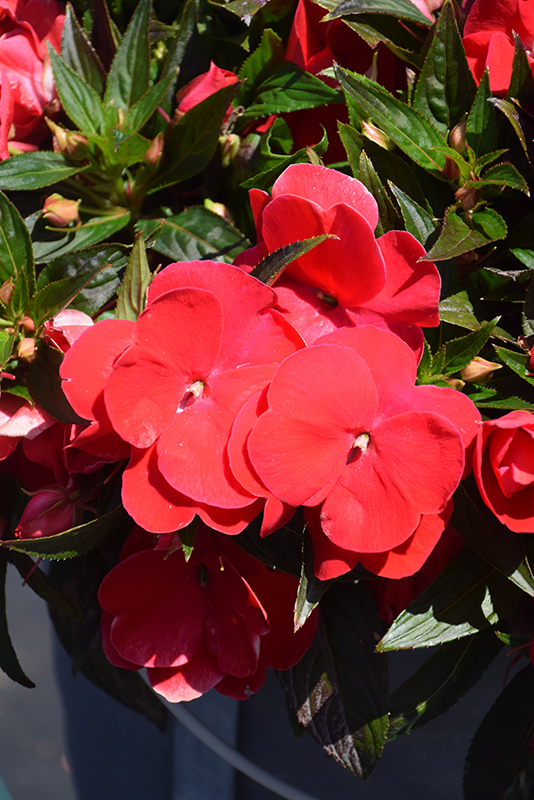 Sonic Red New Guinea Impatiens (Impatiens 'Sonic Red') at Tagawa Gardens