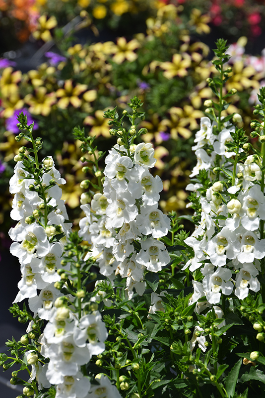 Archangel White Angelonia (Angelonia angustifolia 'Balarcwite') at Tagawa Gardens