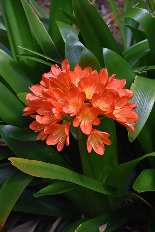 Bush Lily (Clivia x miniata) at Tagawa Gardens