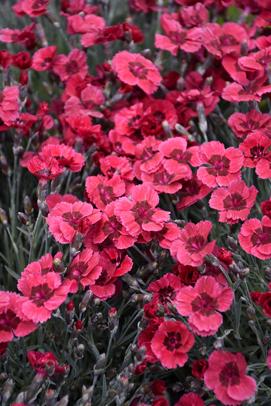 Eastern Star Pinks (Dianthus 'Red Dwarf') at Tagawa Gardens