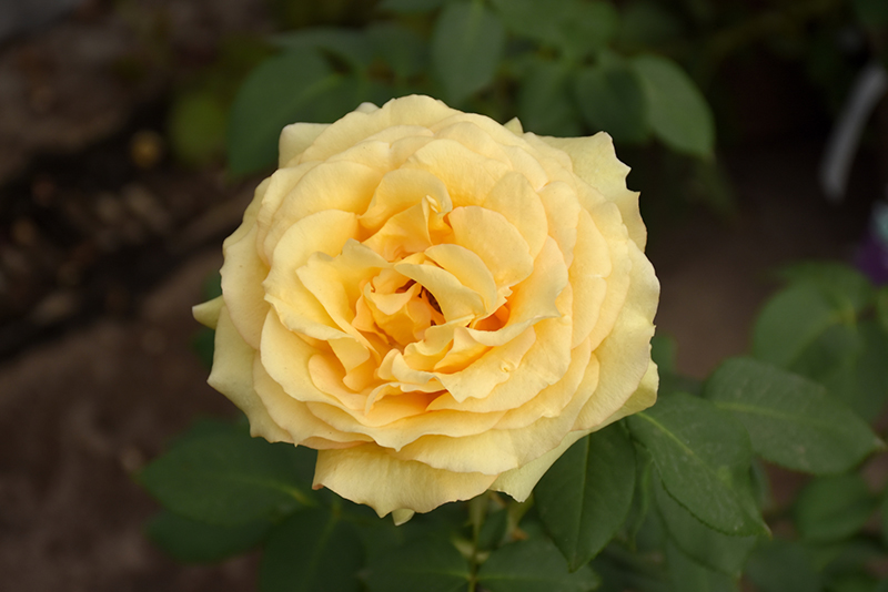 St. Patrick Rose (Rosa 'WEKamanda') at Tagawa Gardens