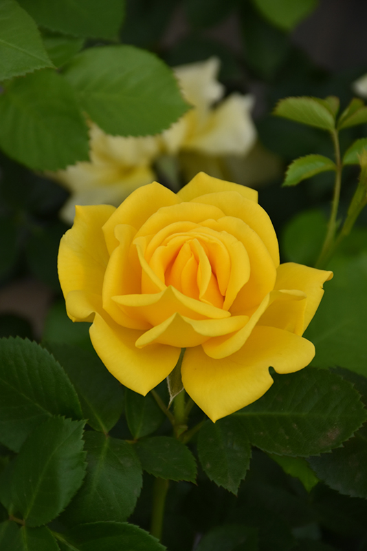 Shockwave Rose (Rosa 'Shockwave') at Tagawa Gardens