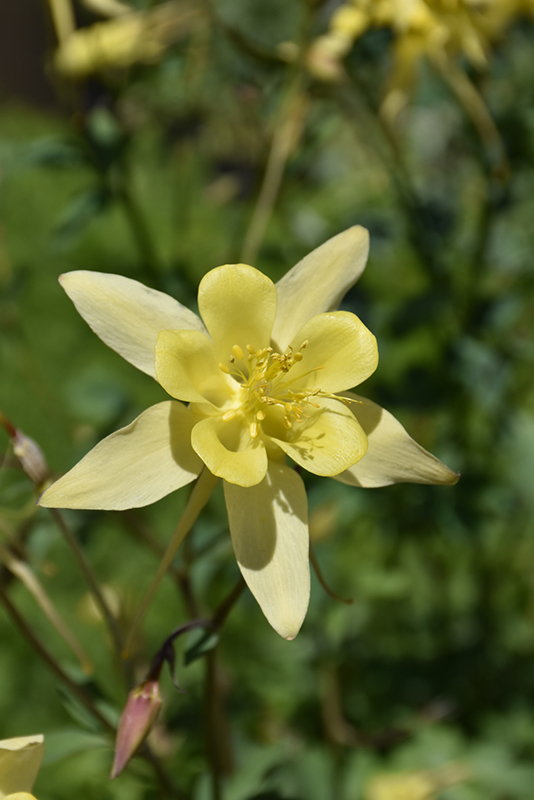 Denver Gold Columbine (Aquilegia chrysantha 'Denver Gold') at Tagawa Gardens