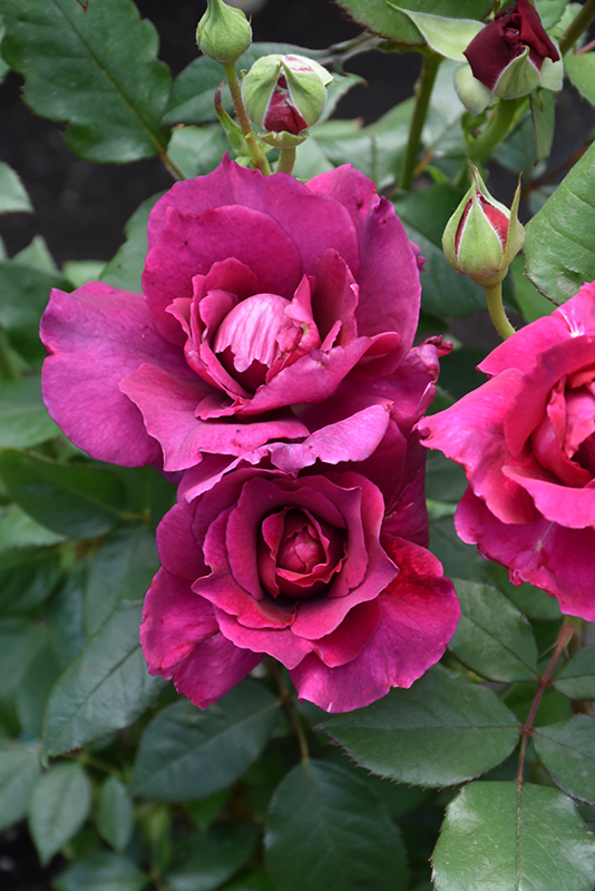 Intrigue Rose (Rosa 'Intrigue') at Tagawa Gardens