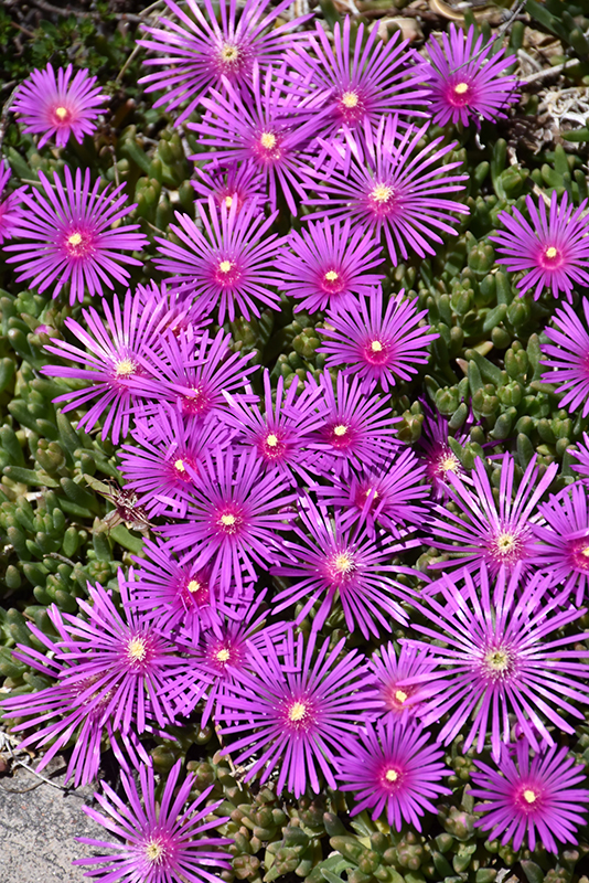 Purple Ice Plant (Delosperma cooperi) at Tagawa Gardens