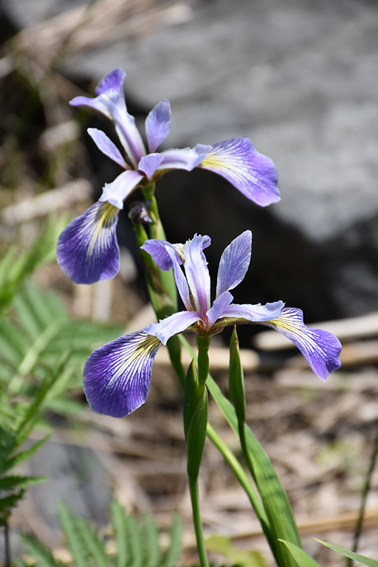 Blue Flag Iris (Iris versicolor) at Tagawa Gardens