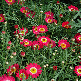 Madeira Cherry Red Marguerite Daisy (Argyranthemum frutescens