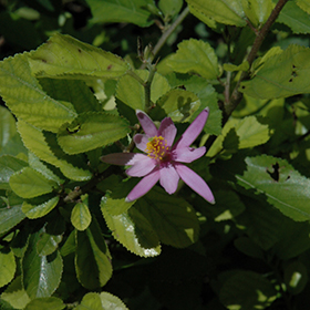 12+ Lavender Star Flower