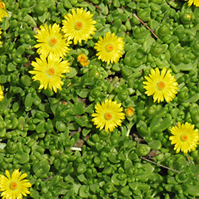 Yellow Ice Plant Delosperma Nubigenum In Denver Centennial Littleton Aurora Parker Colorado Co At awa Gardens