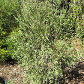 View All Shrubs 71 to 80 of 662 - Tagawa Gardens Plant Library - Denver ...