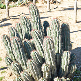 African Milk Barrel (Euphorbia horrida) in Denver Centennial