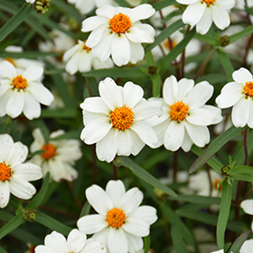 Star White Zinnia (Zinnia angustifolia 'Star White') in Denver