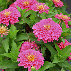 Plant Photo 10