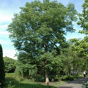 Espresso Kentucky Coffeetree Gymnocladus Dioicus Espresso In Denver Centennial Littleton Aurora Parker Colorado Co At Tagawa Gardens