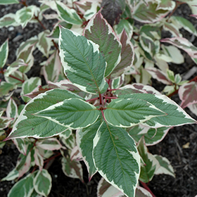 Cherry Vodka Dogwood (Cornus alba 'Chovozam') in Denver