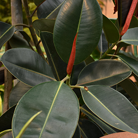 Rubber Tree (Ficus elastica) in Denver Centennial Littleton Aurora Parker  Colorado CO at Tagawa Gardens