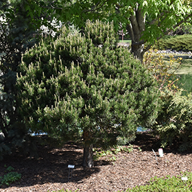 Scotch Pine (Pinus sylvestris)