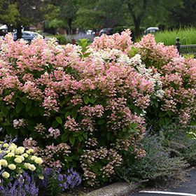 Quick Fire Hydrangea Hydrangea Paniculata Bulk In Denver Centennial Littleton Aurora Parker Colorado Co At awa Gardens