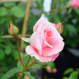Pearly Gates Rose (Rosa 'WEKmeyer') in Denver Centennial