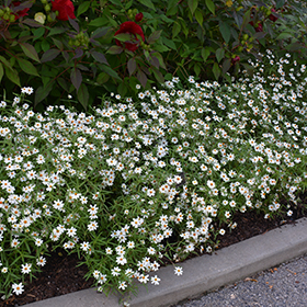 Star White Zinnia (Zinnia angustifolia 'Star White') in Denver