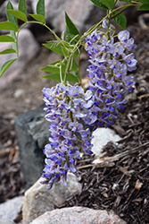 Pañalera Blossom Blue - Minicoton